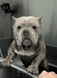 Enlarge Pumbaa, a Adopted mixed breed in Ontario, NY image 2/4