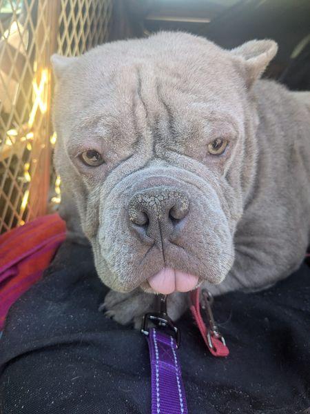 Enlarge Pumbaa, a Adopted mixed breed in Ontario, NY image 3/4