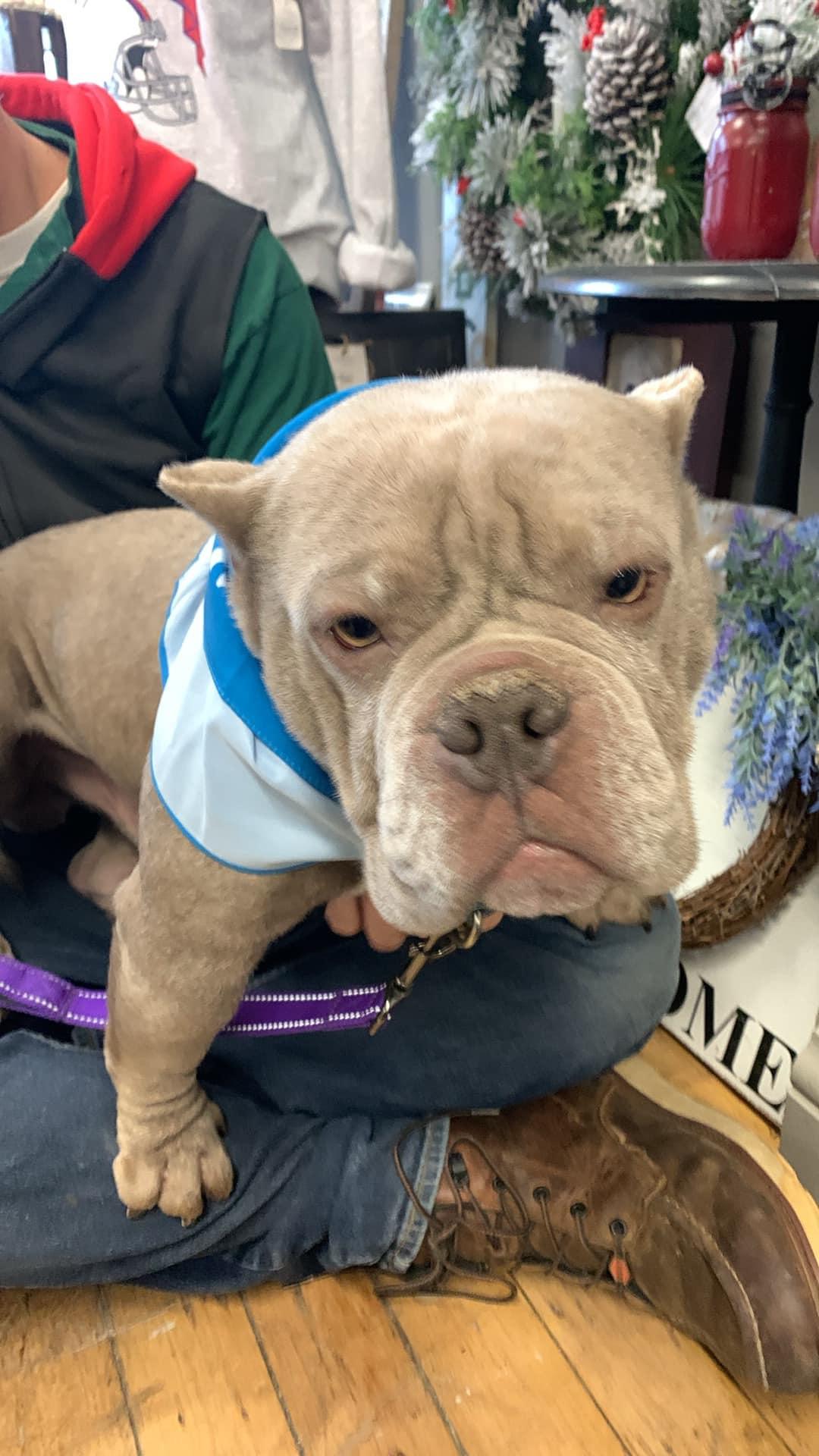 Enlarge Pumbaa, a Adopted mixed breed in Ontario, NY image 4/4