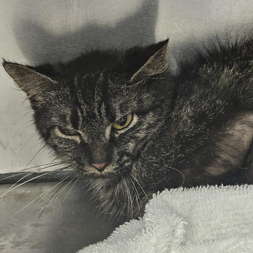 Diana, Adoptable, Adult Female Domestic Medium Hair.