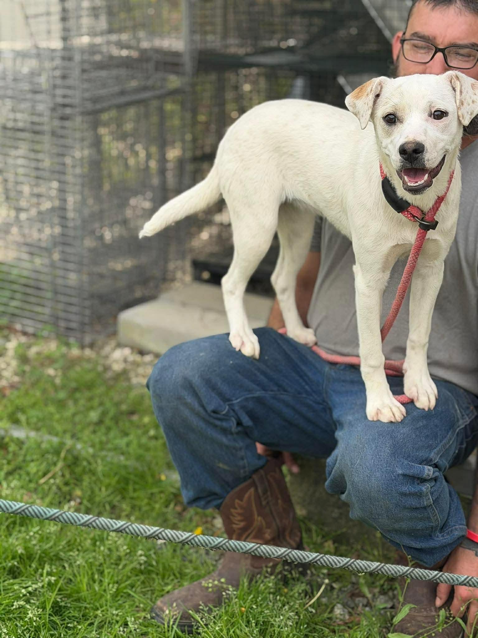 Enlarge Marley & mandy, a ADOPTABLE mixed breed in Elizabethtown, NC image 2/2