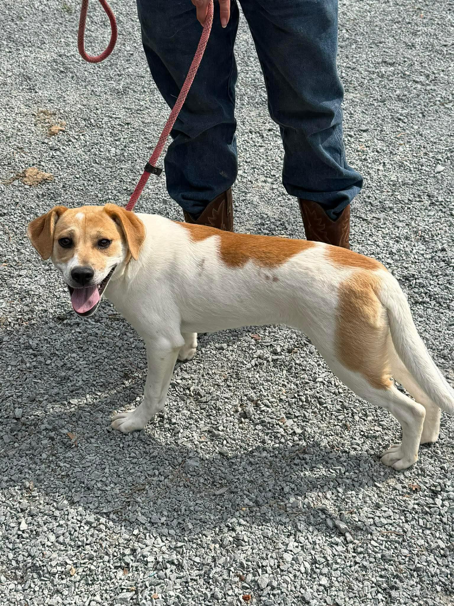 Marley & mandy, ADOPTABLE, Puppy Female Mixed Breed.