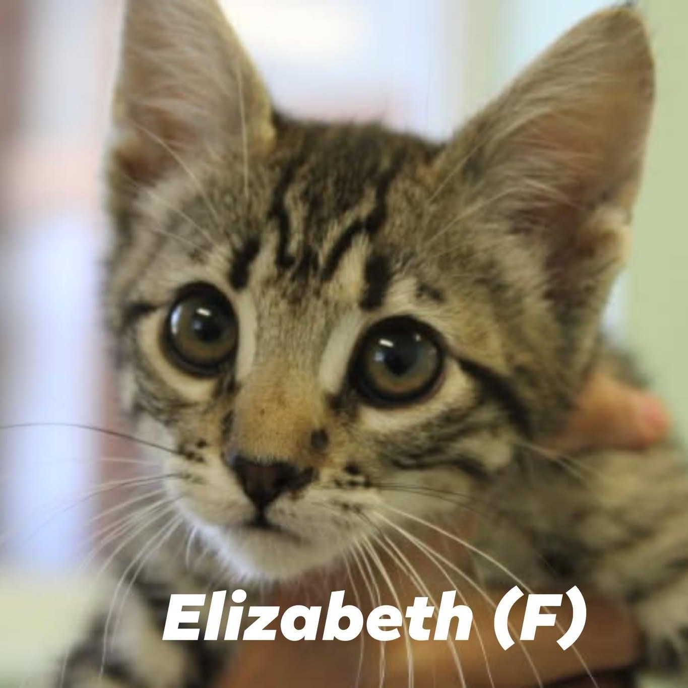 Enlarge KITTEN ALERT, a ADOPTABLE mixed breed in Weaverville, CA image 3/6