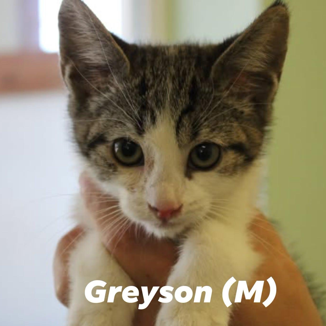 KITTEN ALERT, ADOPTABLE, Kitten Male Domestic Short Hair.