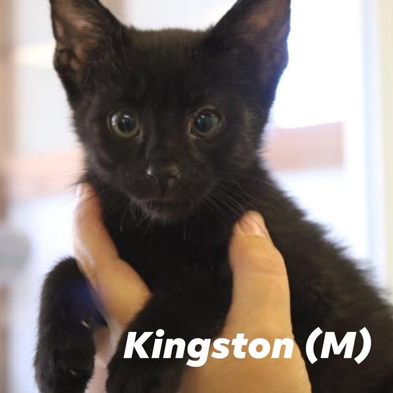 Enlarge KITTEN ALERT, a ADOPTABLE mixed breed in Weaverville, CA image 2/6