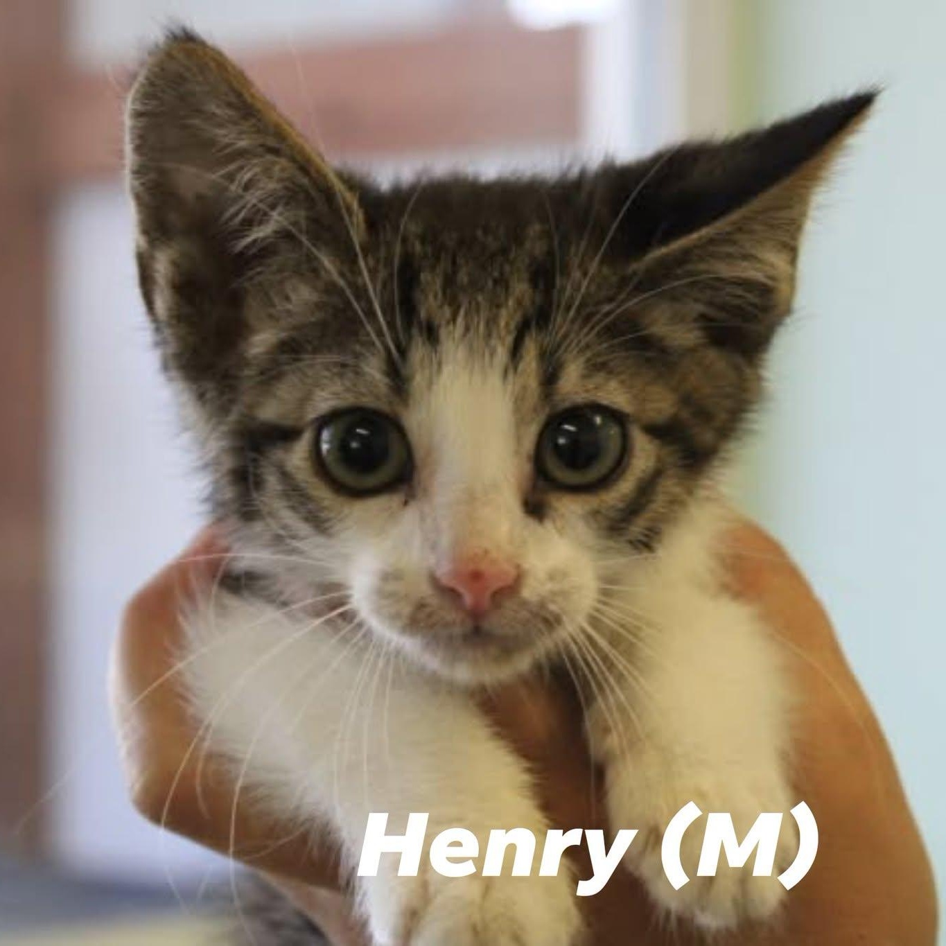 Henry, ADOPTABLE, Kitten Male Domestic Short Hair.