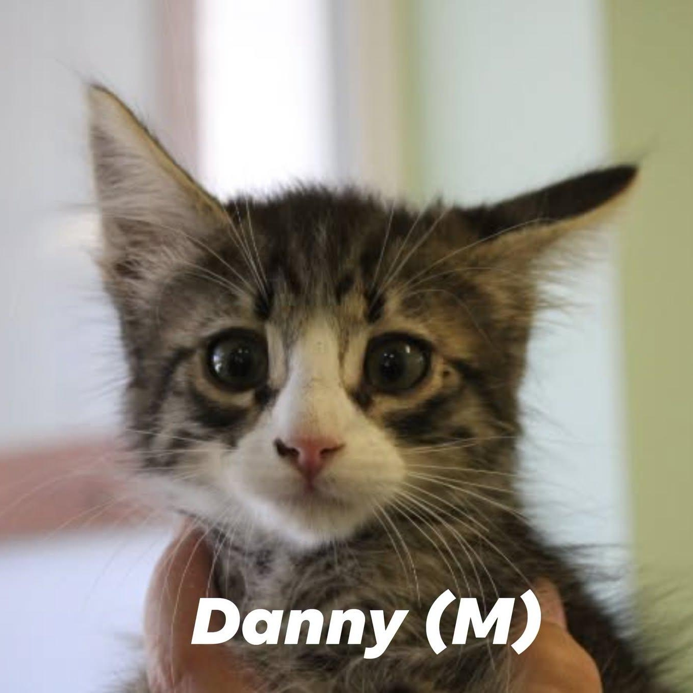 Enlarge KITTEN ALERT, a ADOPTABLE mixed breed in Weaverville, CA image 4/6