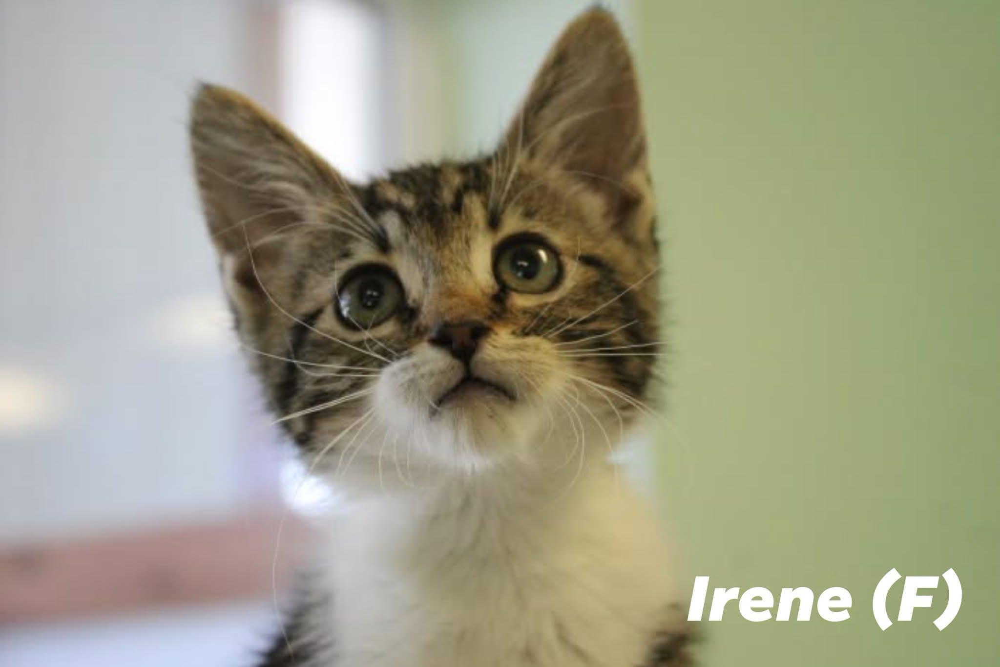 Enlarge KITTEN ALERT, a ADOPTABLE mixed breed in Weaverville, CA image 6/6