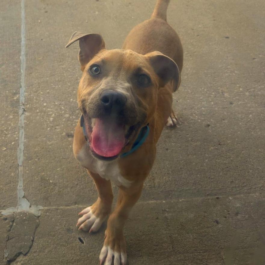 Goulash, a Adoptable American Bulldog in Tulsa, OK image 1/4