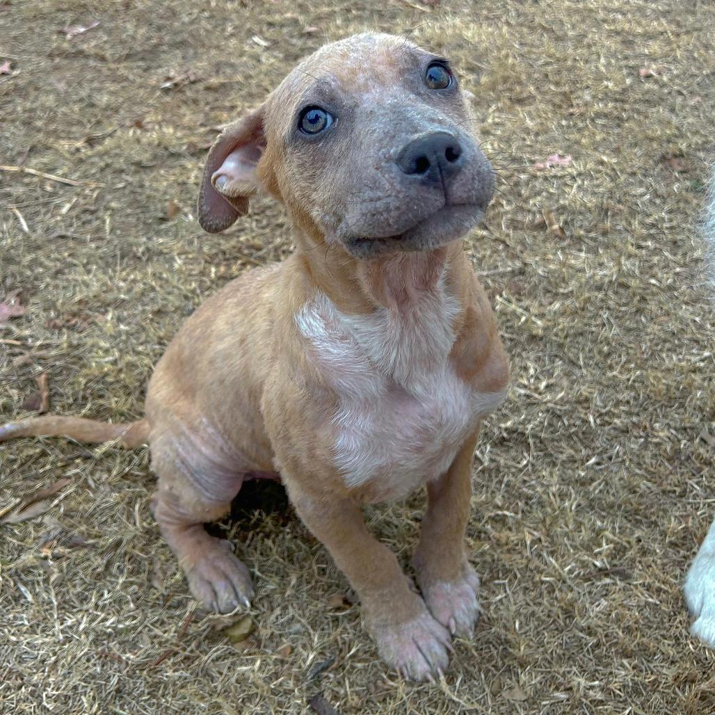 Enlarge Goulash, a Adoptable American Bulldog in Tulsa, OK image 1/3