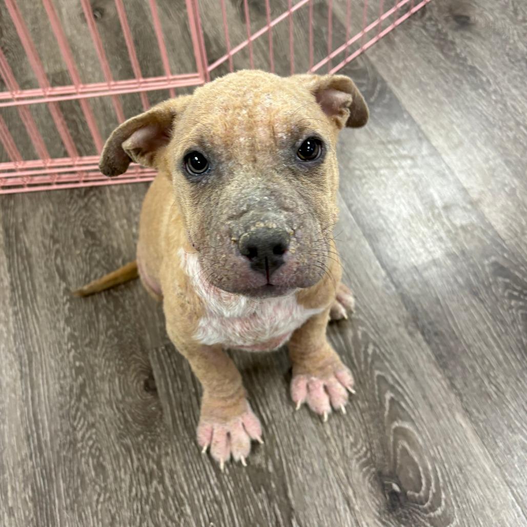 Enlarge Goulash, a Adoptable American Bulldog in Tulsa, OK image 2/3