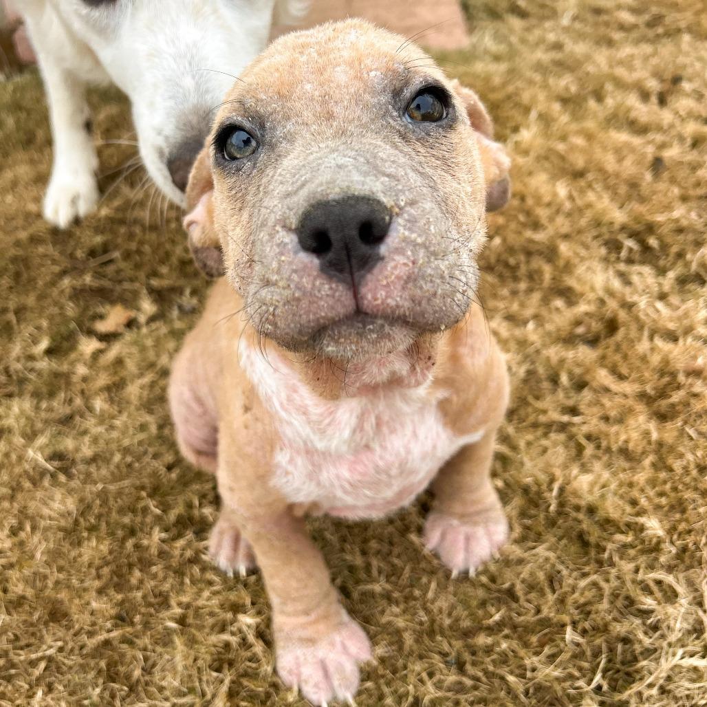 Enlarge Goulash, a Adoptable American Bulldog in Tulsa, OK image 3/3