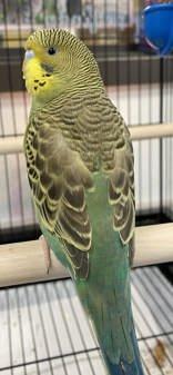 Rio is truly a STAR!!, a Adoptable Parakeet (Other) in Bedford Hills, NY image 2/2