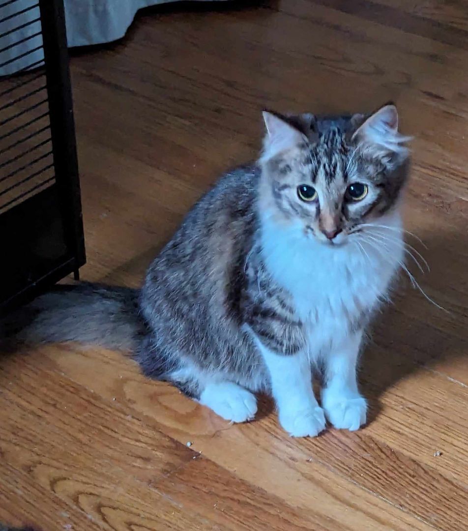 Star, an adoptable Domestic Medium Hair in New Baltimore, MI_image-1