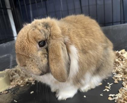 Enlarge Garfield, a Adoptable mixed breed in East Brookfield, MA image 1/1