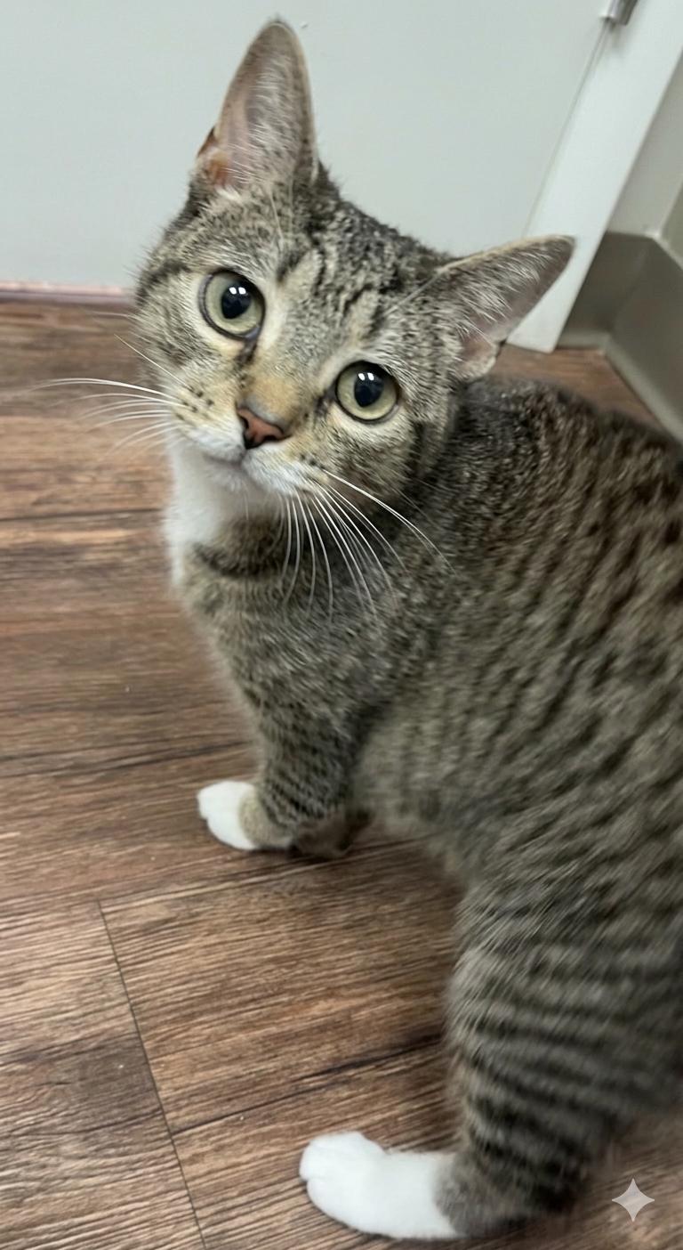 Pumpkin, ADOPTABLE, Adult Female Domestic Short Hair.