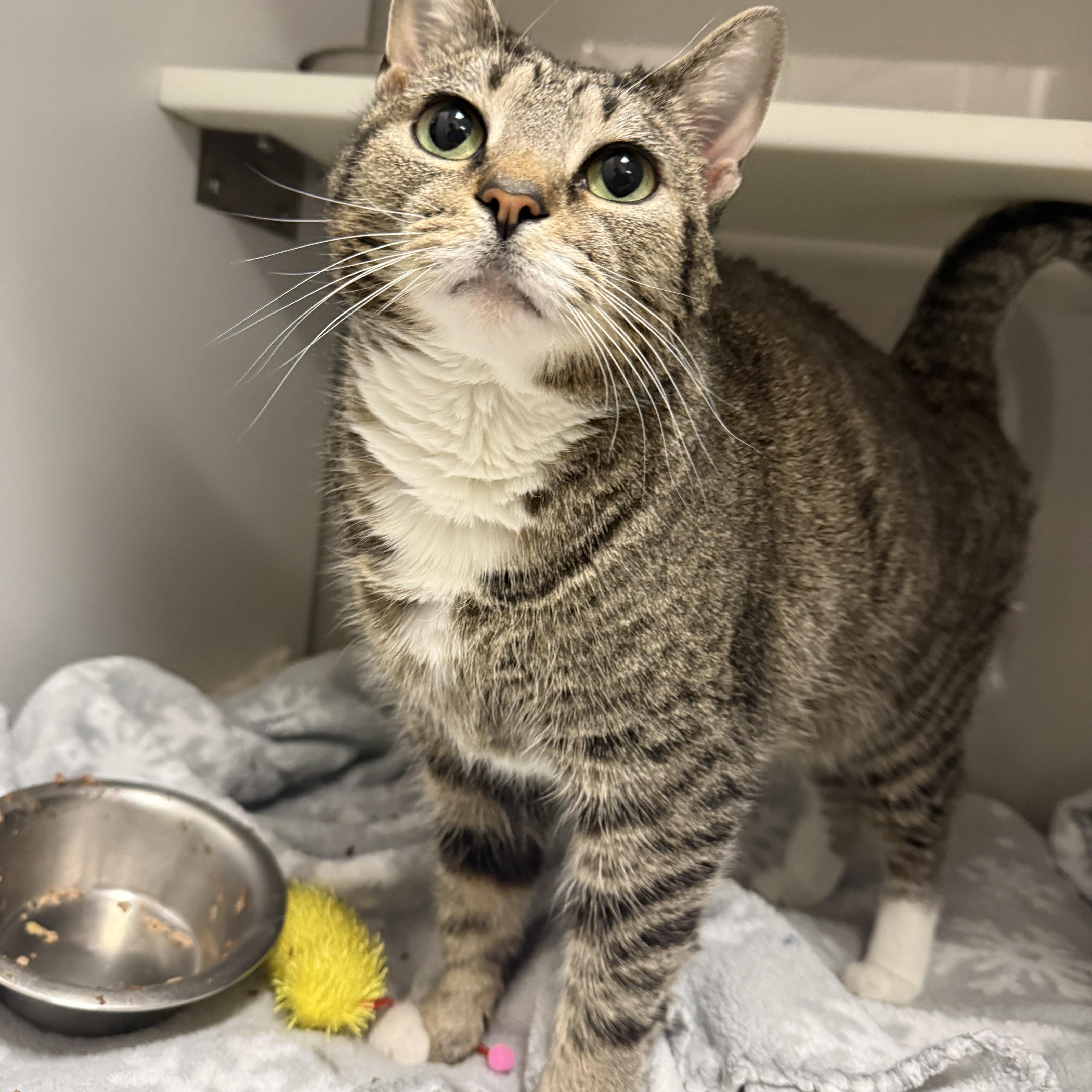 Enlarge Pumpkin, a ADOPTABLE Domestic Short Hair in Nolensville, TN image 3/5