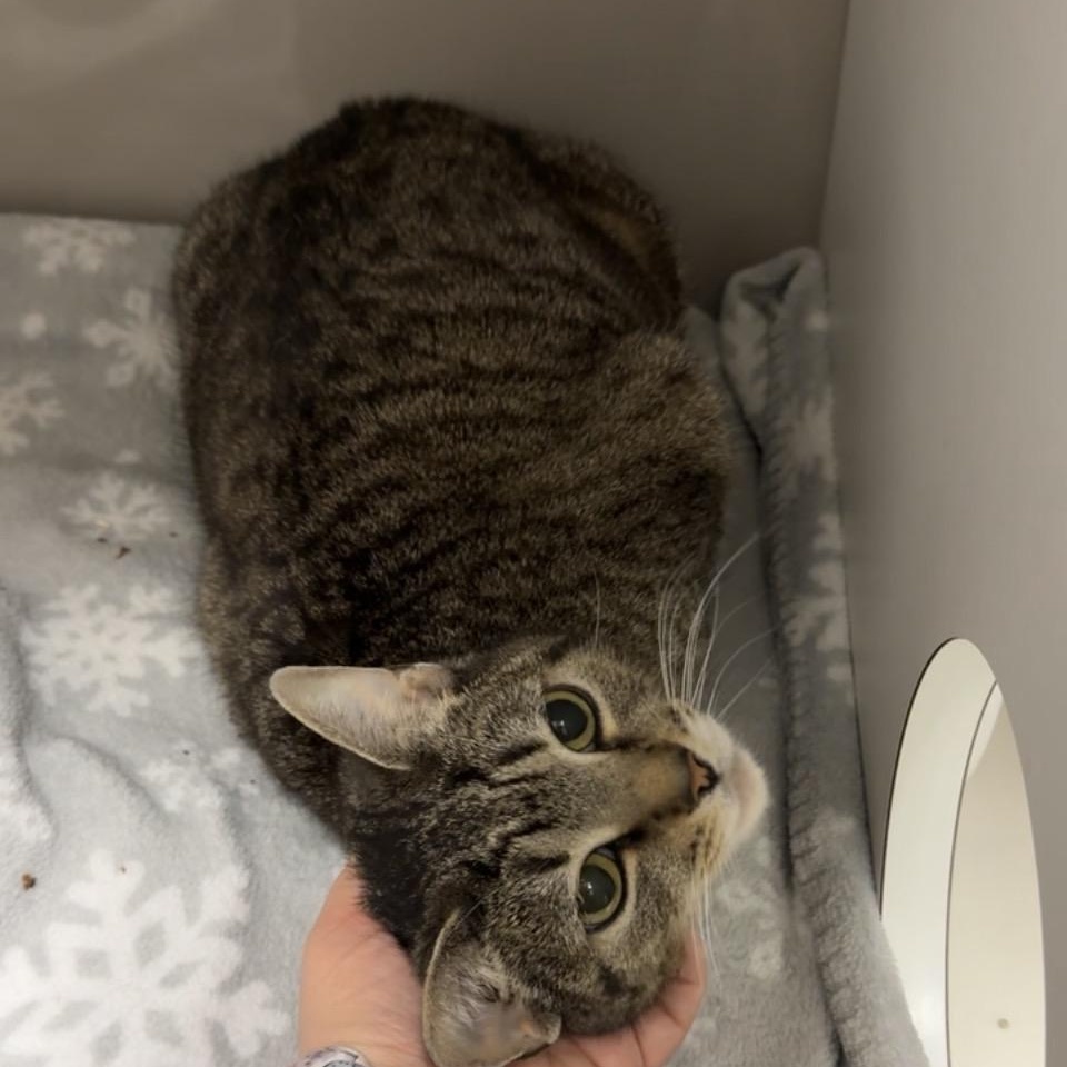 Enlarge Pumpkin, a ADOPTABLE Domestic Short Hair in Nolensville, TN image 4/5