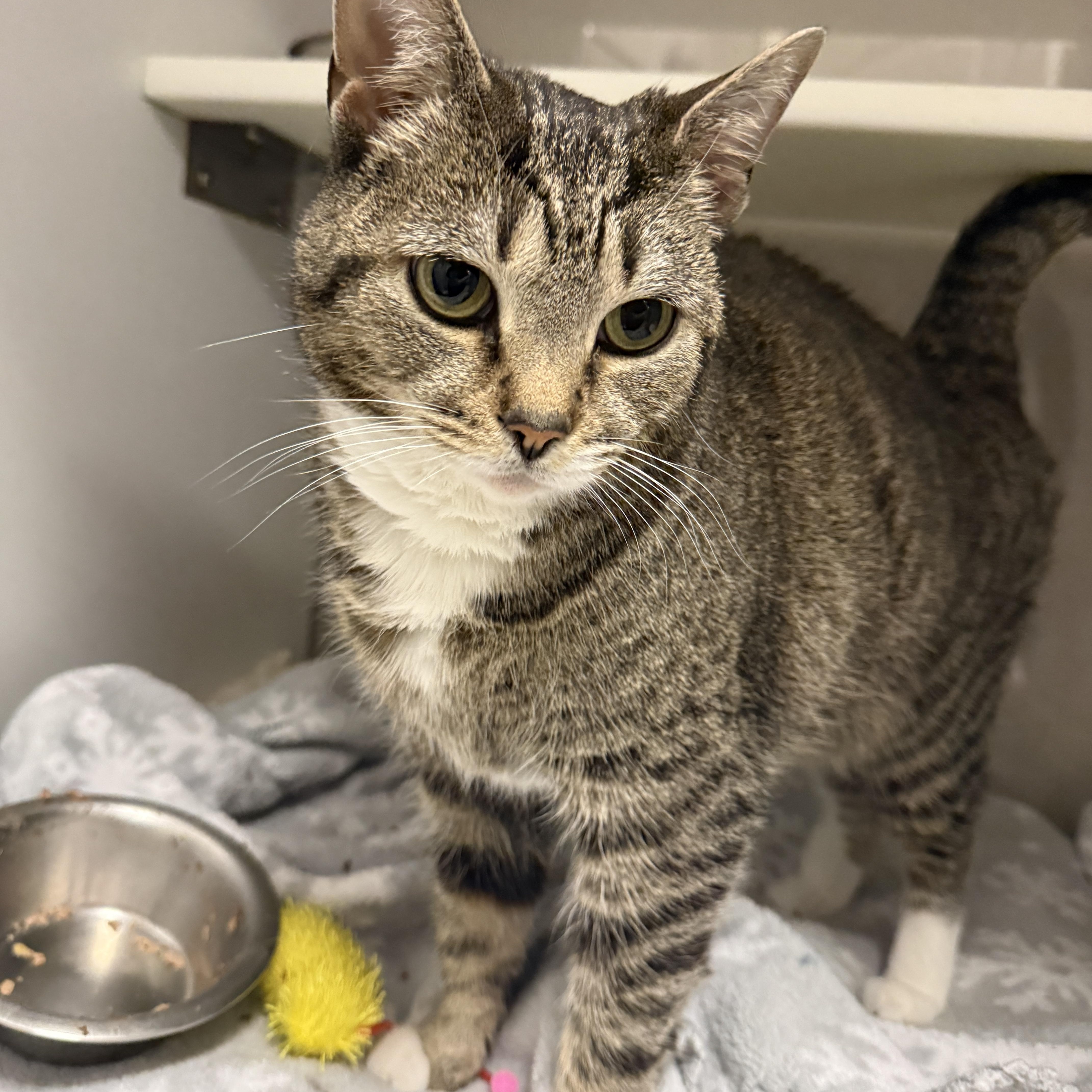 Enlarge Pumpkin, a ADOPTABLE Domestic Short Hair in Nolensville, TN image 2/5