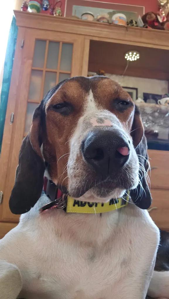 Rover Charles