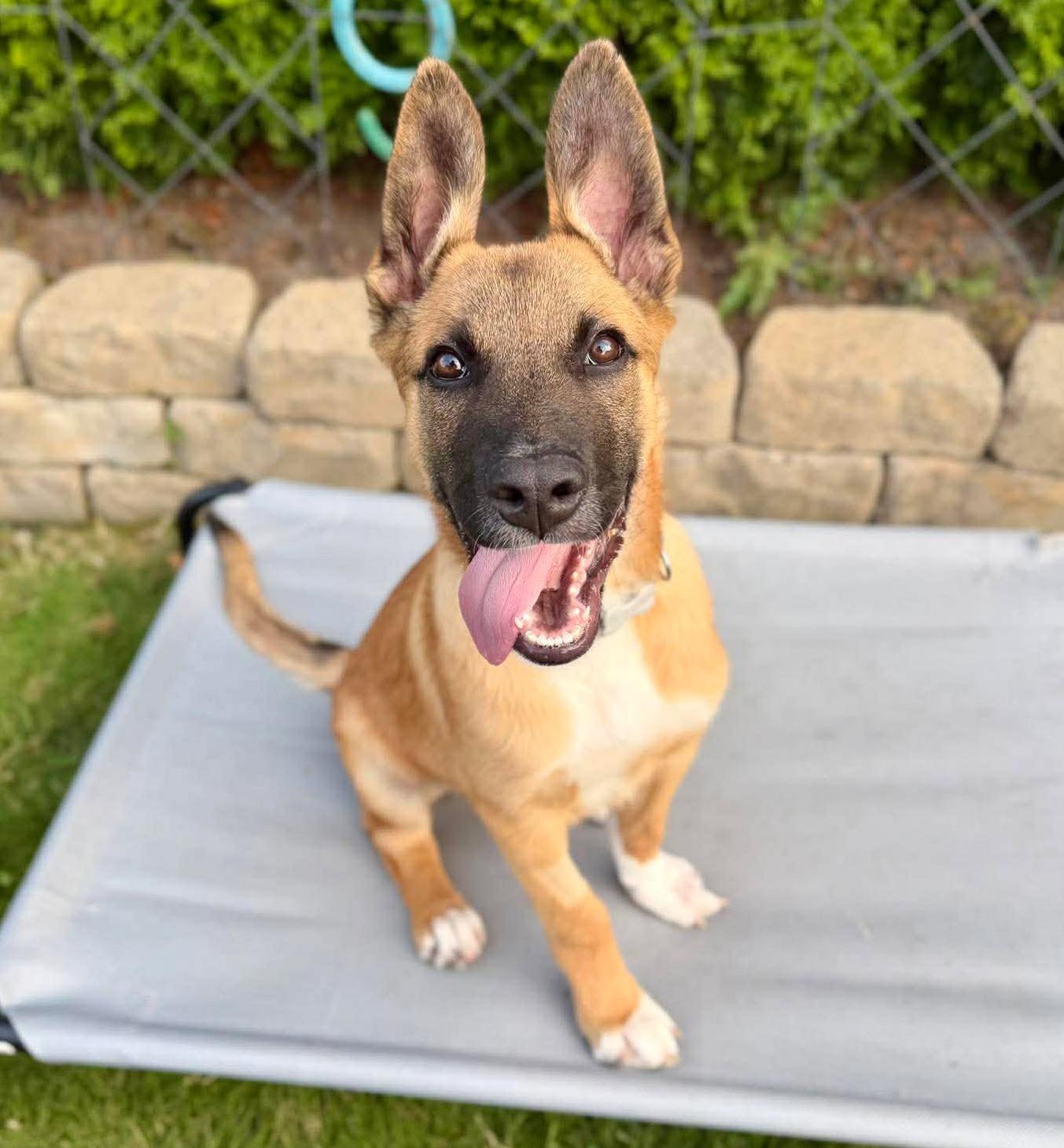 Hippo (Safari litter), an adoptable mixed breed in Silvana, WA image 2/6