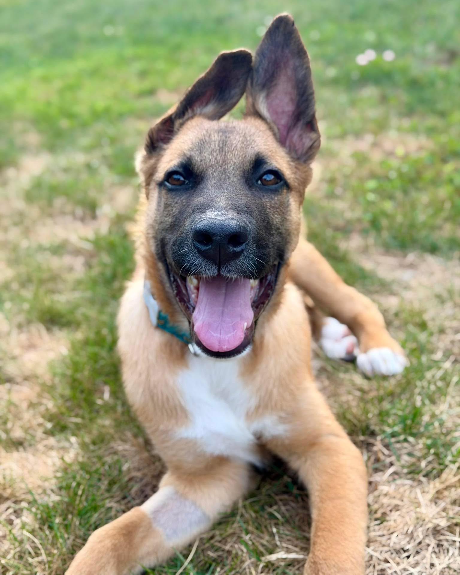 Hippo (Safari litter), an adoptable mixed breed in Silvana, WA image 1/6