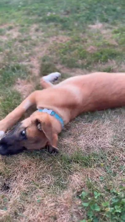 Enlarge Hippo (Safari litter), an adoptable mixed breed in Silvana, WA video 6/6