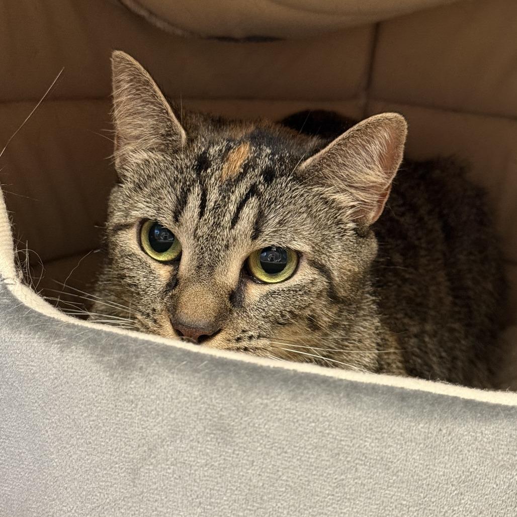 Koopa, ADOPTABLE, Adult Female Domestic Short Hair.