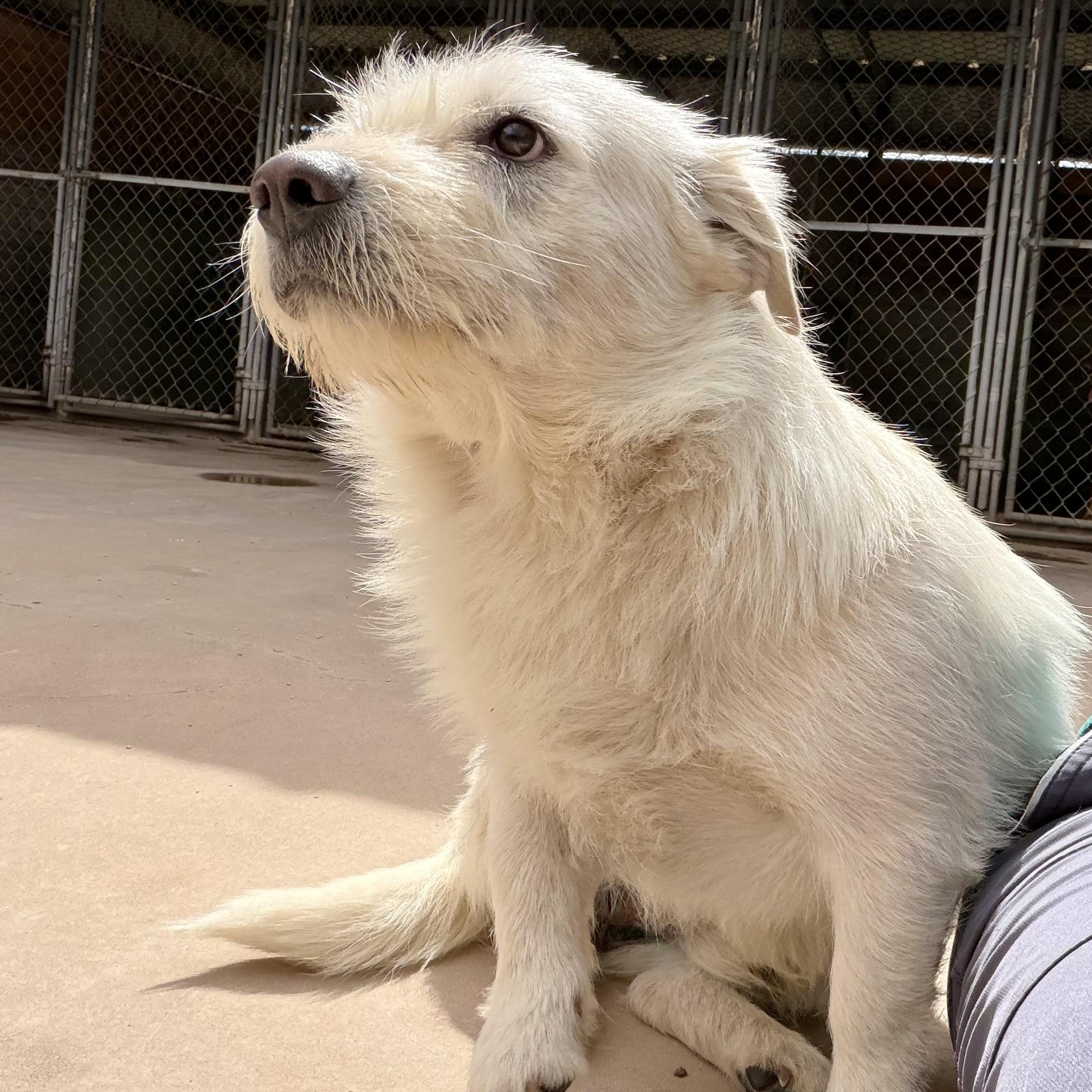 Enlarge Cloud, a ADOPTABLE mixed breed in Marfa, TX image 4/6
