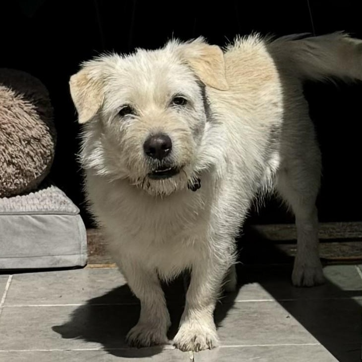 Cloud, ADOPTABLE, Young Male Terrier.