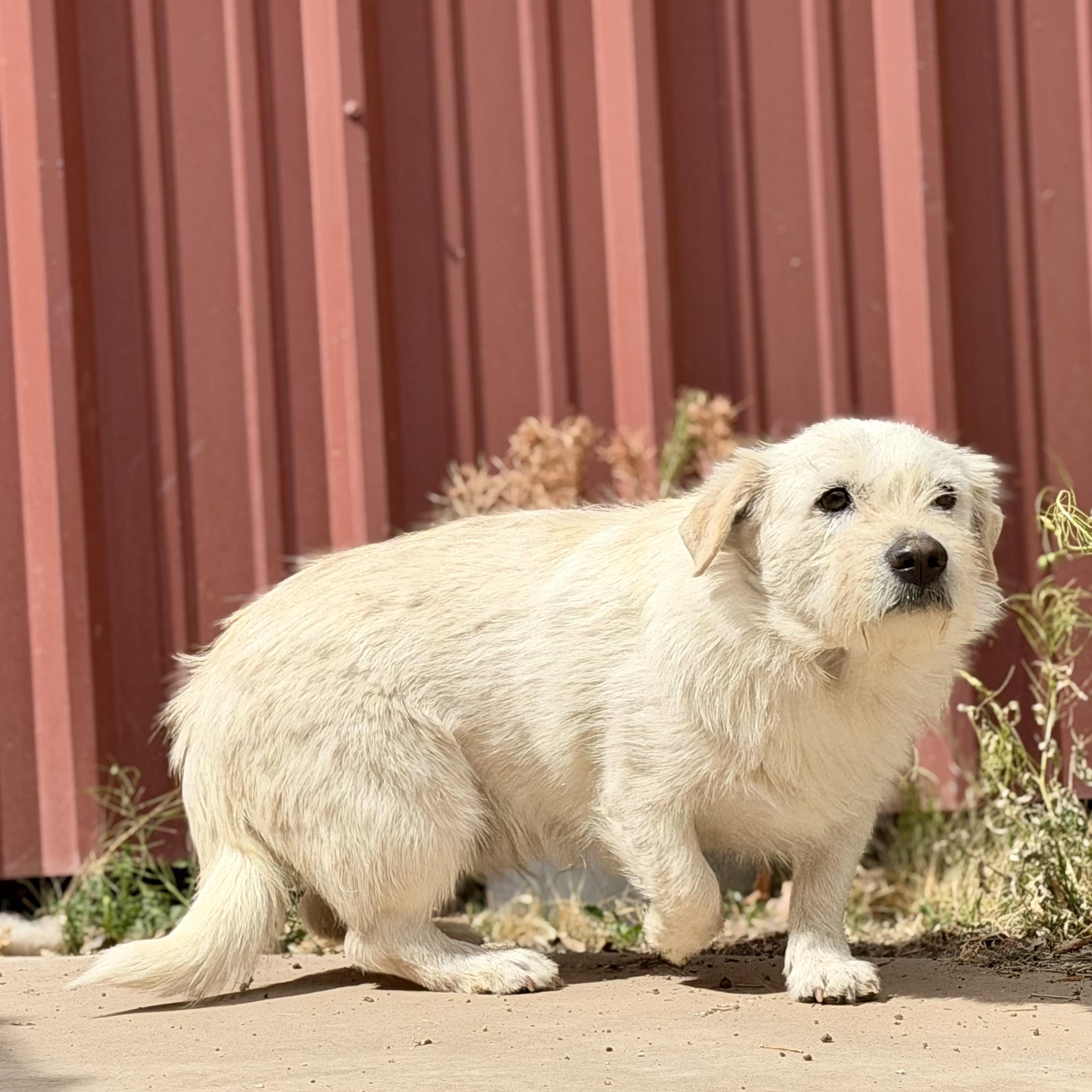 Enlarge Cloud, a ADOPTABLE mixed breed in Marfa, TX image 5/6