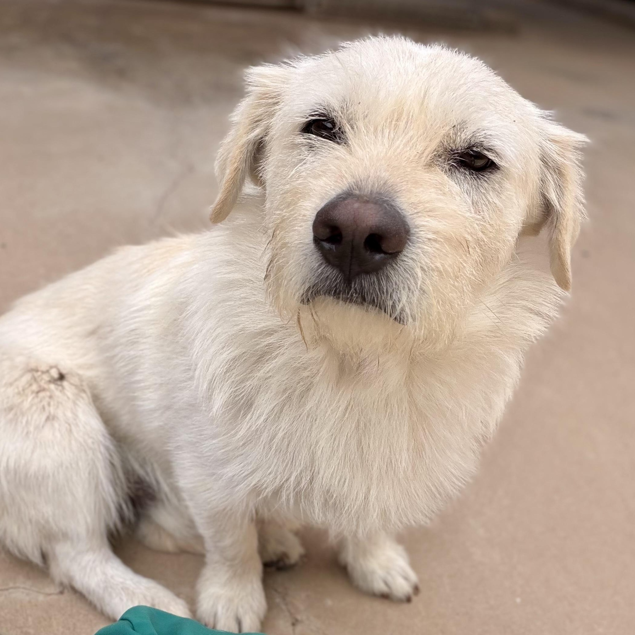 Enlarge Cloud, a ADOPTABLE mixed breed in Marfa, TX image 3/6