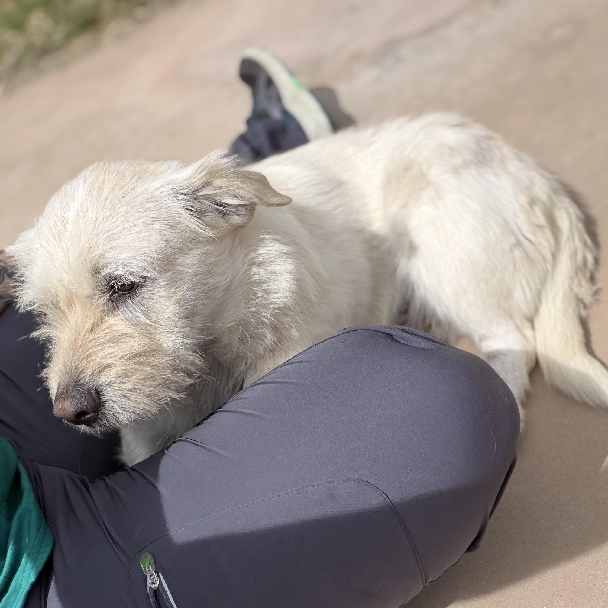 Enlarge Cloud, a ADOPTABLE mixed breed in Marfa, TX image 6/6