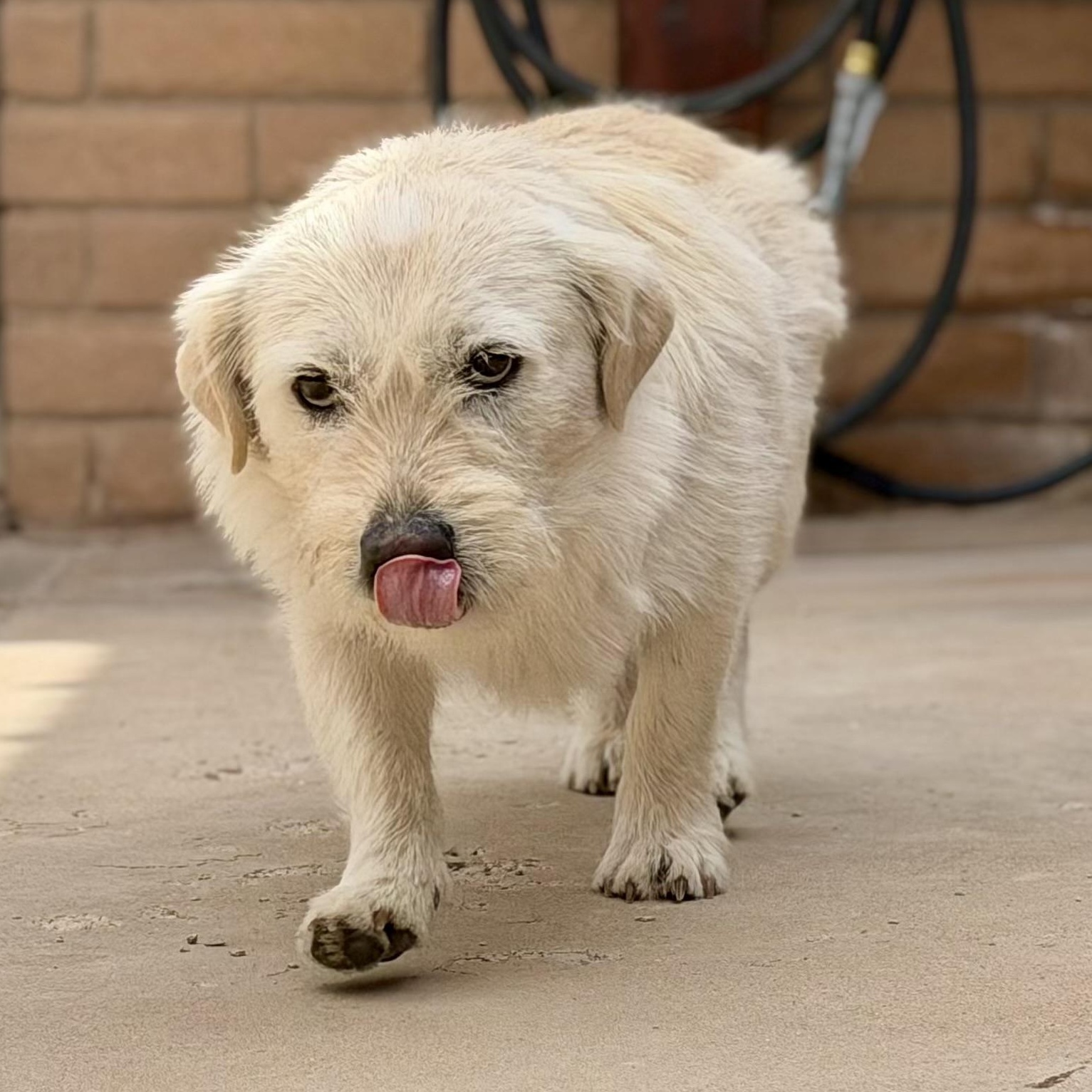Enlarge Cloud, a ADOPTABLE mixed breed in Marfa, TX image 2/6