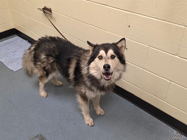 WALDO, Adoptable, Adult Male Siberian Husky.