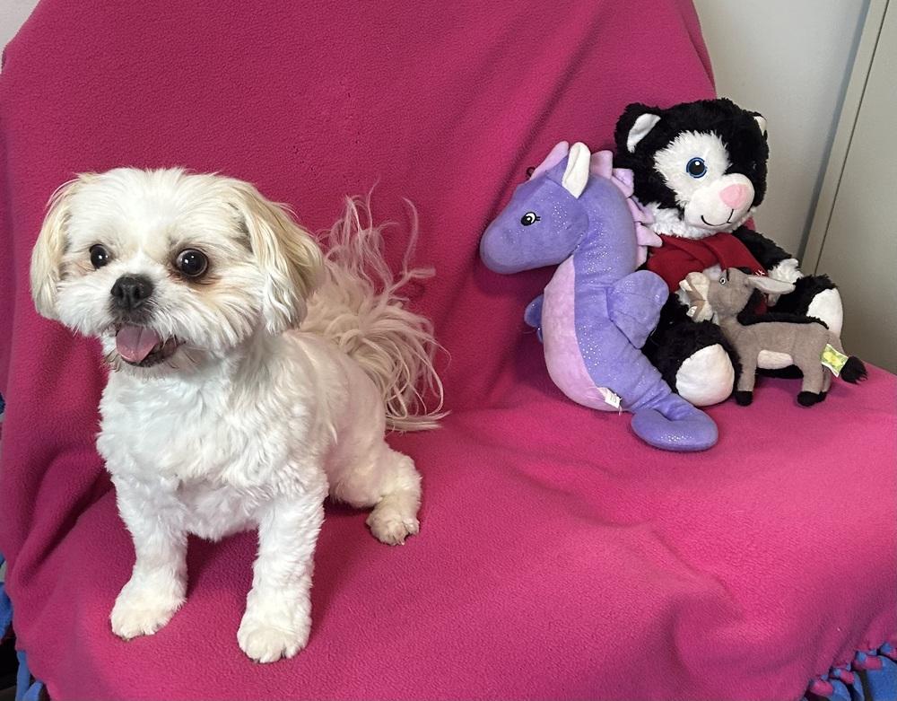 Tinker, Adoptable, Adult Female Shih Tzu.