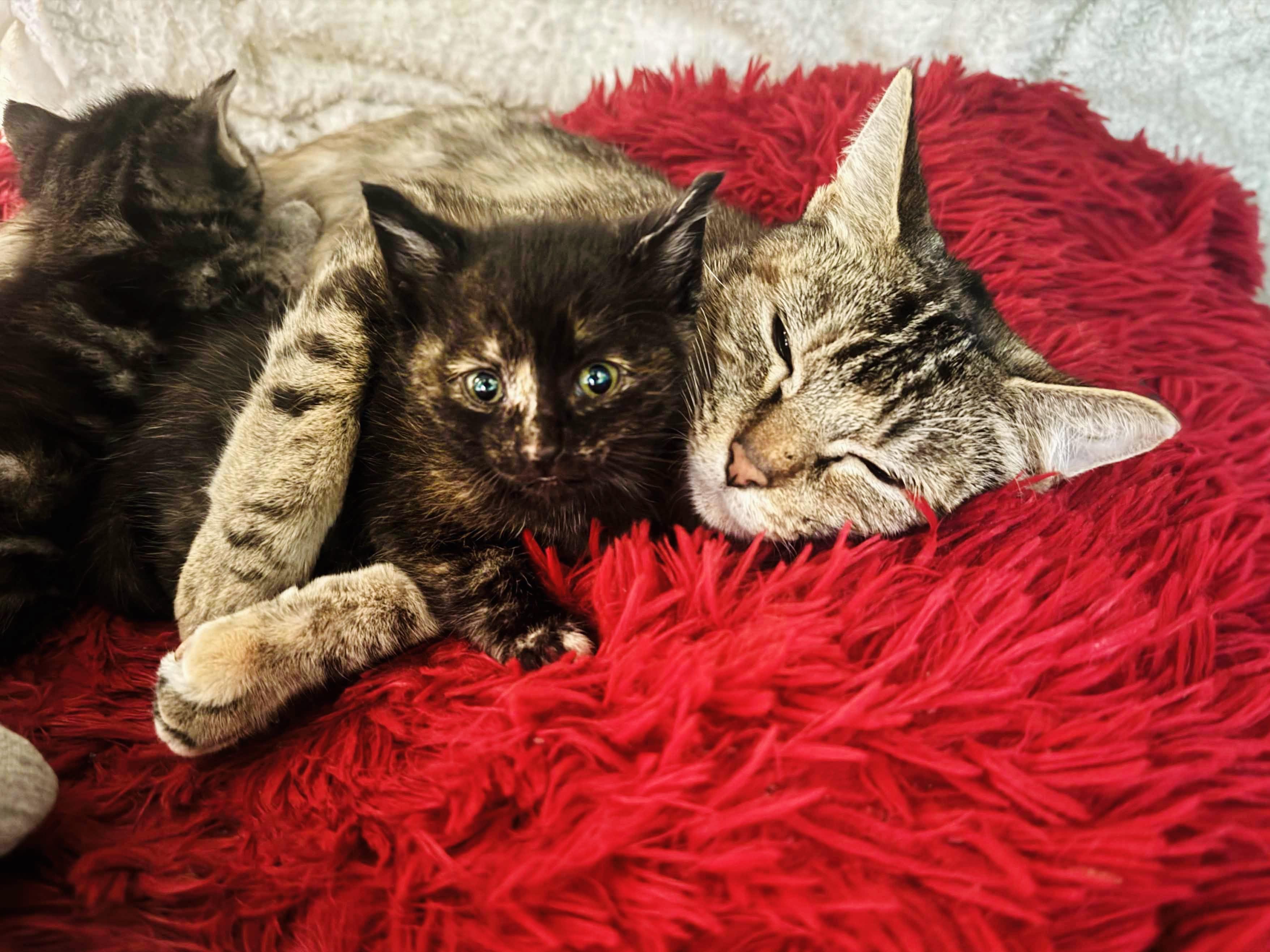 Enlarge Tiger, a ADOPTABLE mixed breed in Mooresville, NC image 1/6