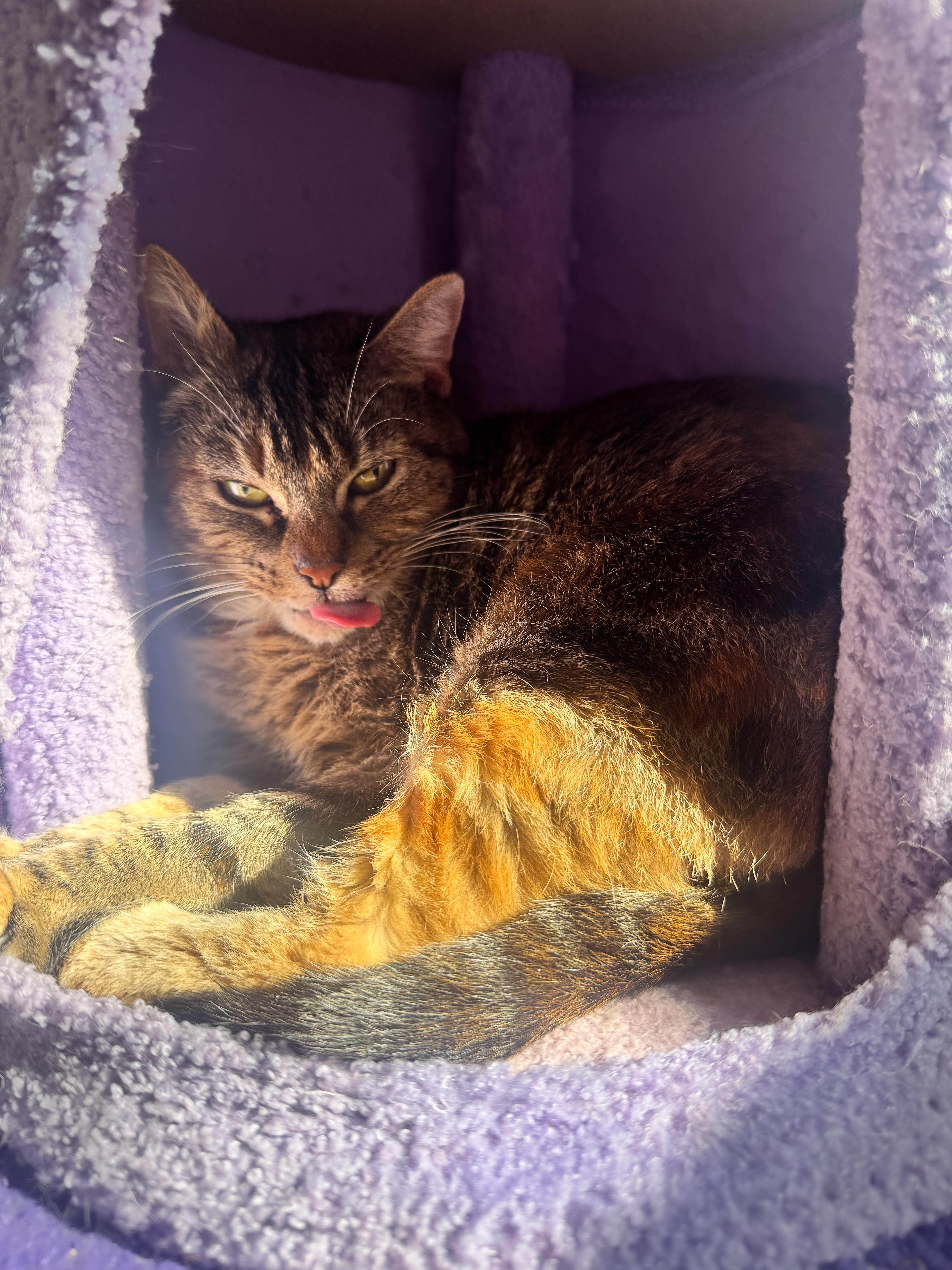 Enlarge Tiger, a ADOPTABLE mixed breed in Mooresville, NC image 6/6