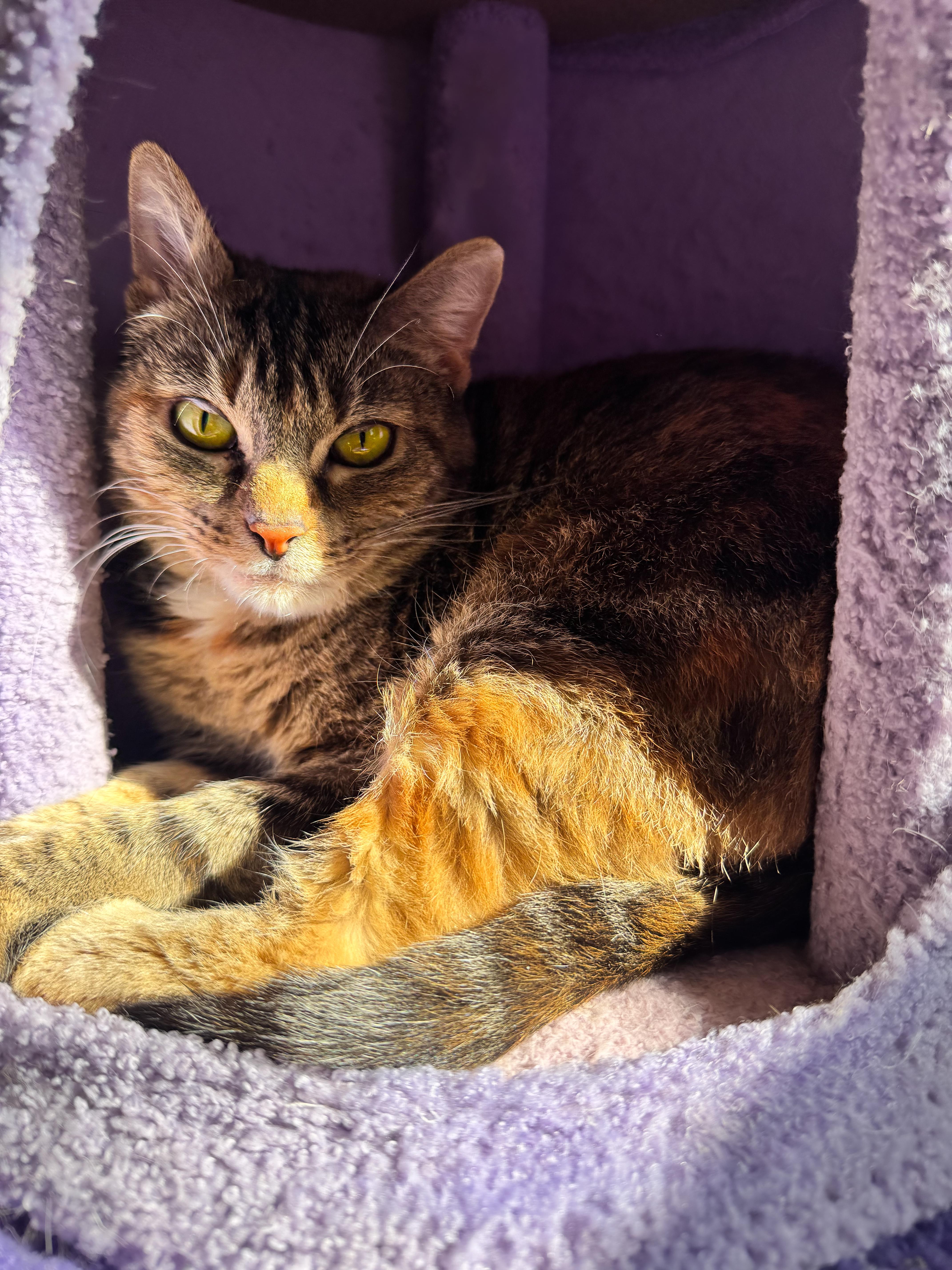 Enlarge Tiger, a ADOPTABLE mixed breed in Mooresville, NC image 5/6