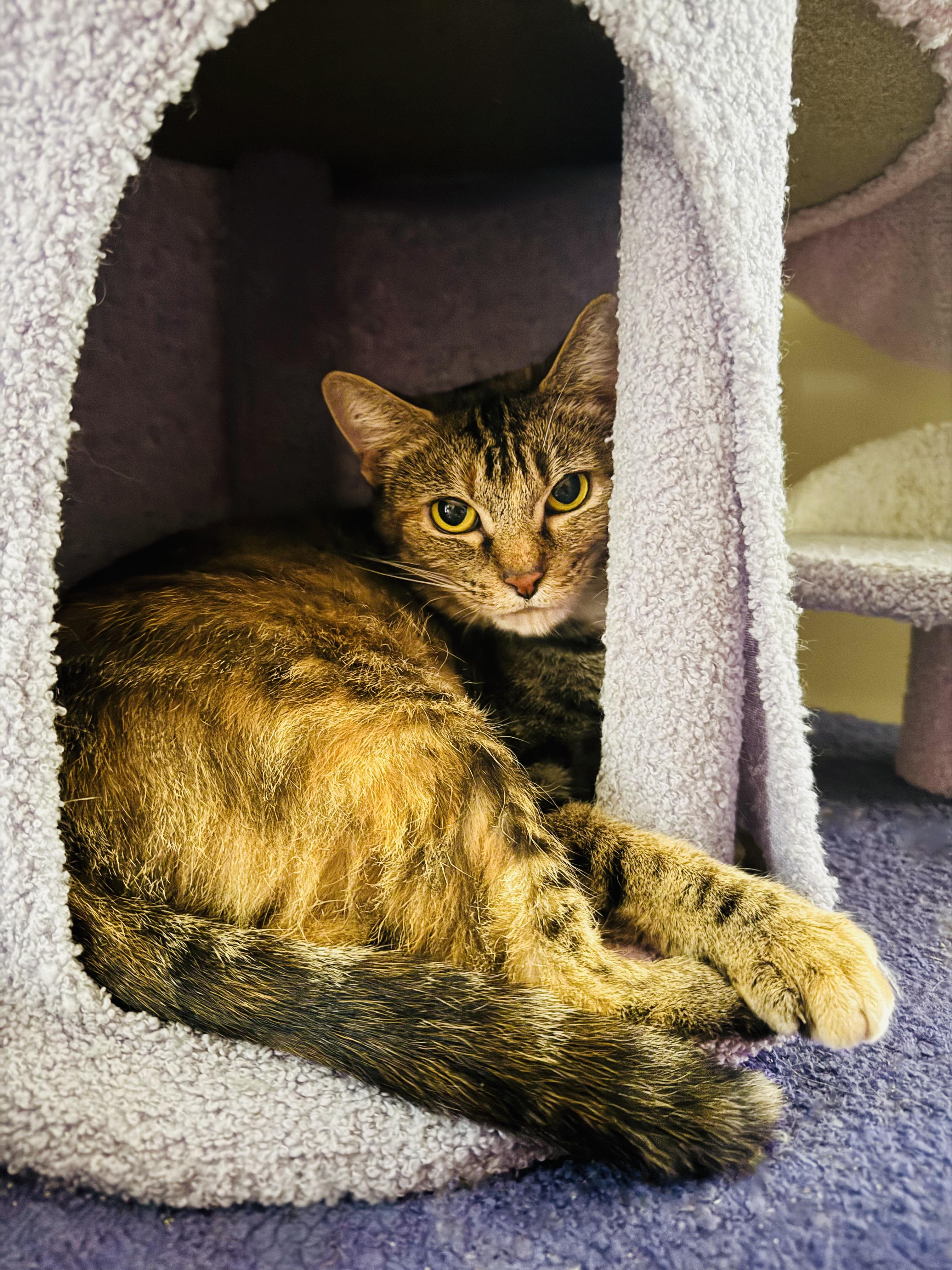 Enlarge Tiger, a ADOPTABLE mixed breed in Mooresville, NC image 3/6