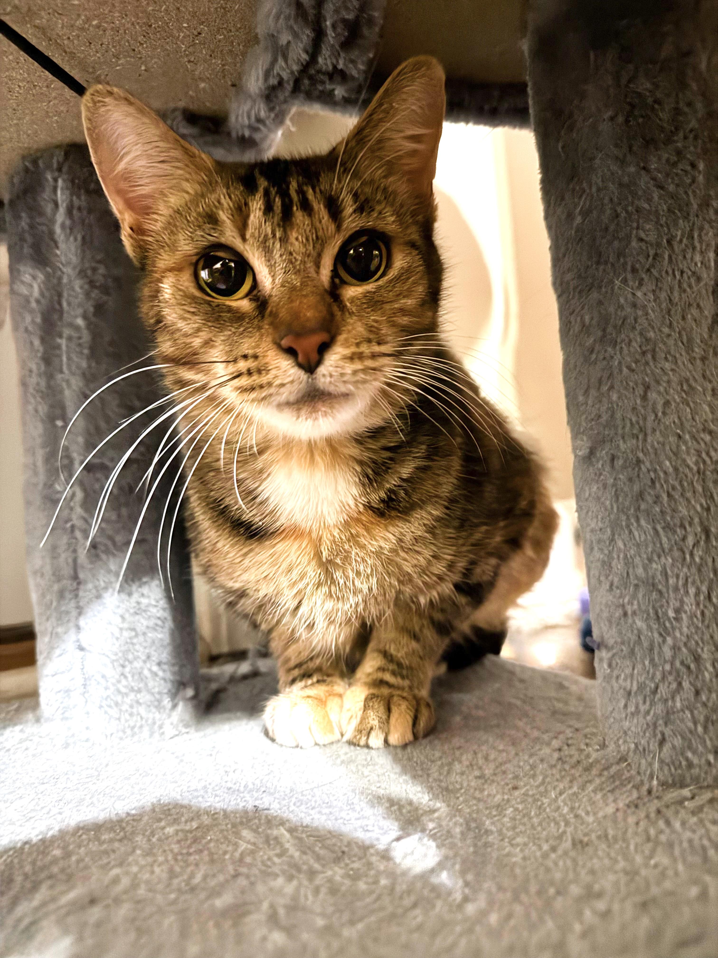 Enlarge Tiger, a ADOPTABLE mixed breed in Mooresville, NC image 2/6