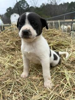 Cowboy, a ADOPTABLE mixed breed in Anniston, AL image 1/2