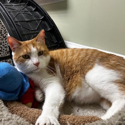Cheddar, Adoptable, Adult Male Domestic Short Hair.