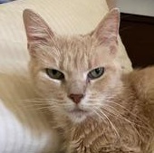 Peachy Keen, ADOPTABLE, Adult Female Domestic Short Hair.