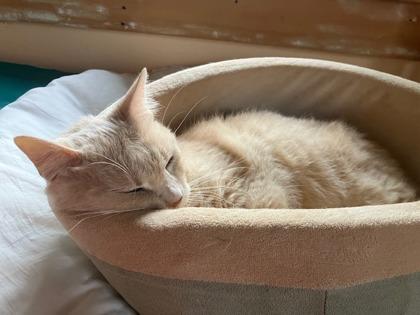 Enlarge Peachy Keen, a ADOPTABLE mixed breed in Ithaca, NY image 2/2