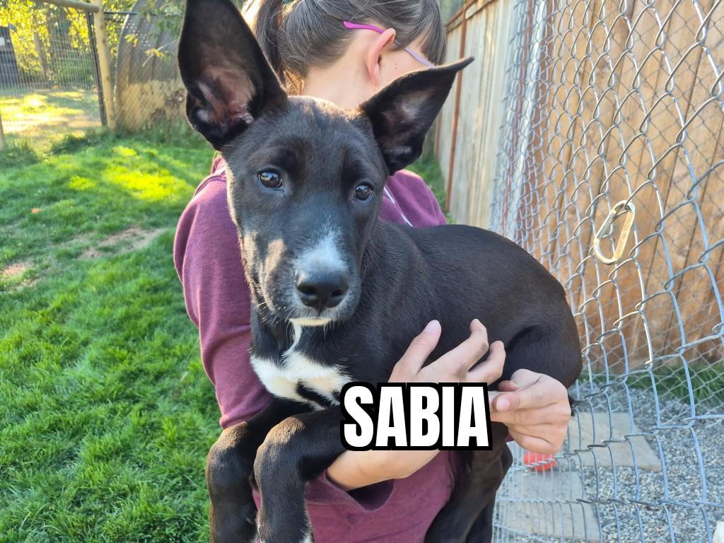 Enlarge Sabia, a Adoptable mixed breed in Tacoma, WA image 1/1
