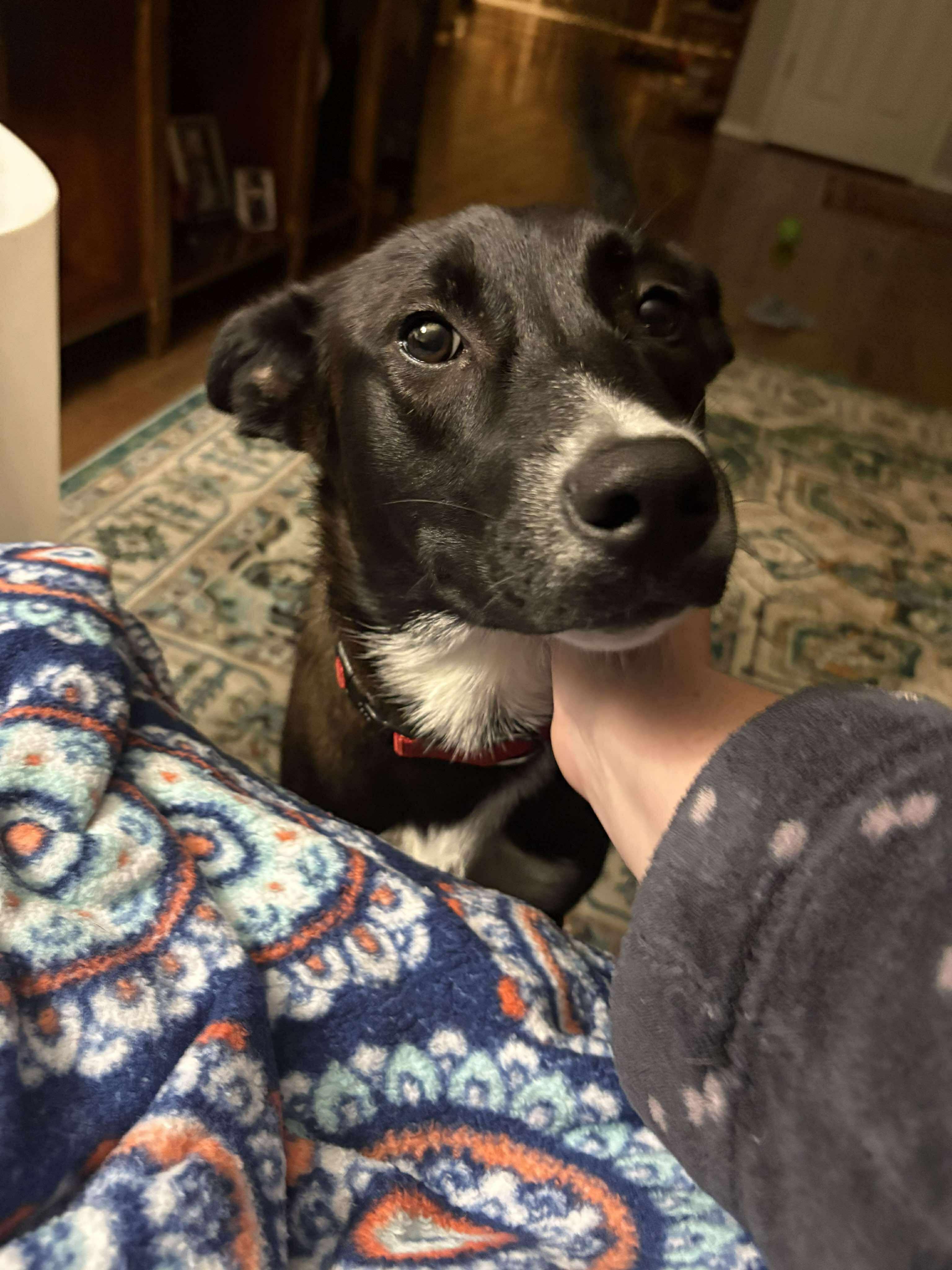 Enlarge Sabia, a Adoptable mixed breed in Tacoma, WA image 3/4