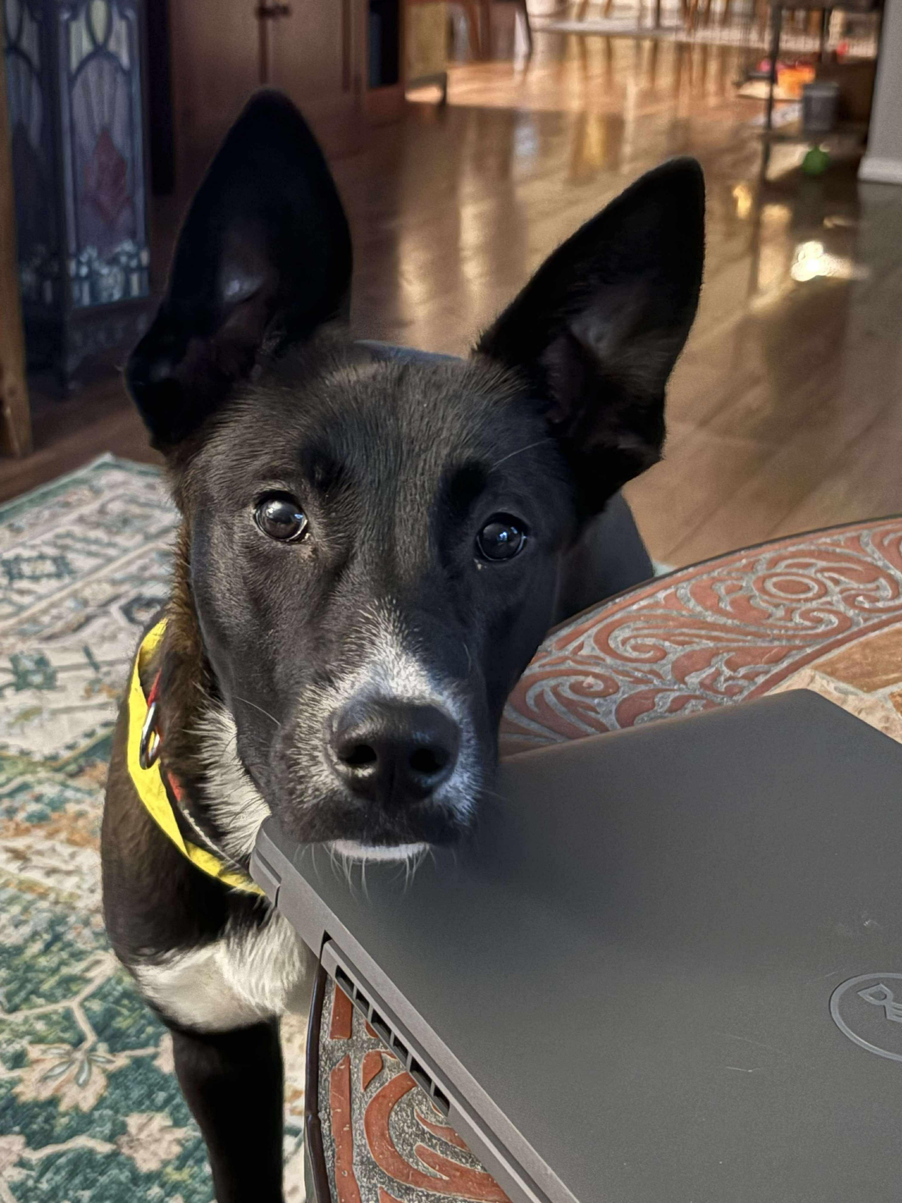 Enlarge Sabia, a Adoptable mixed breed in Tacoma, WA image 2/4