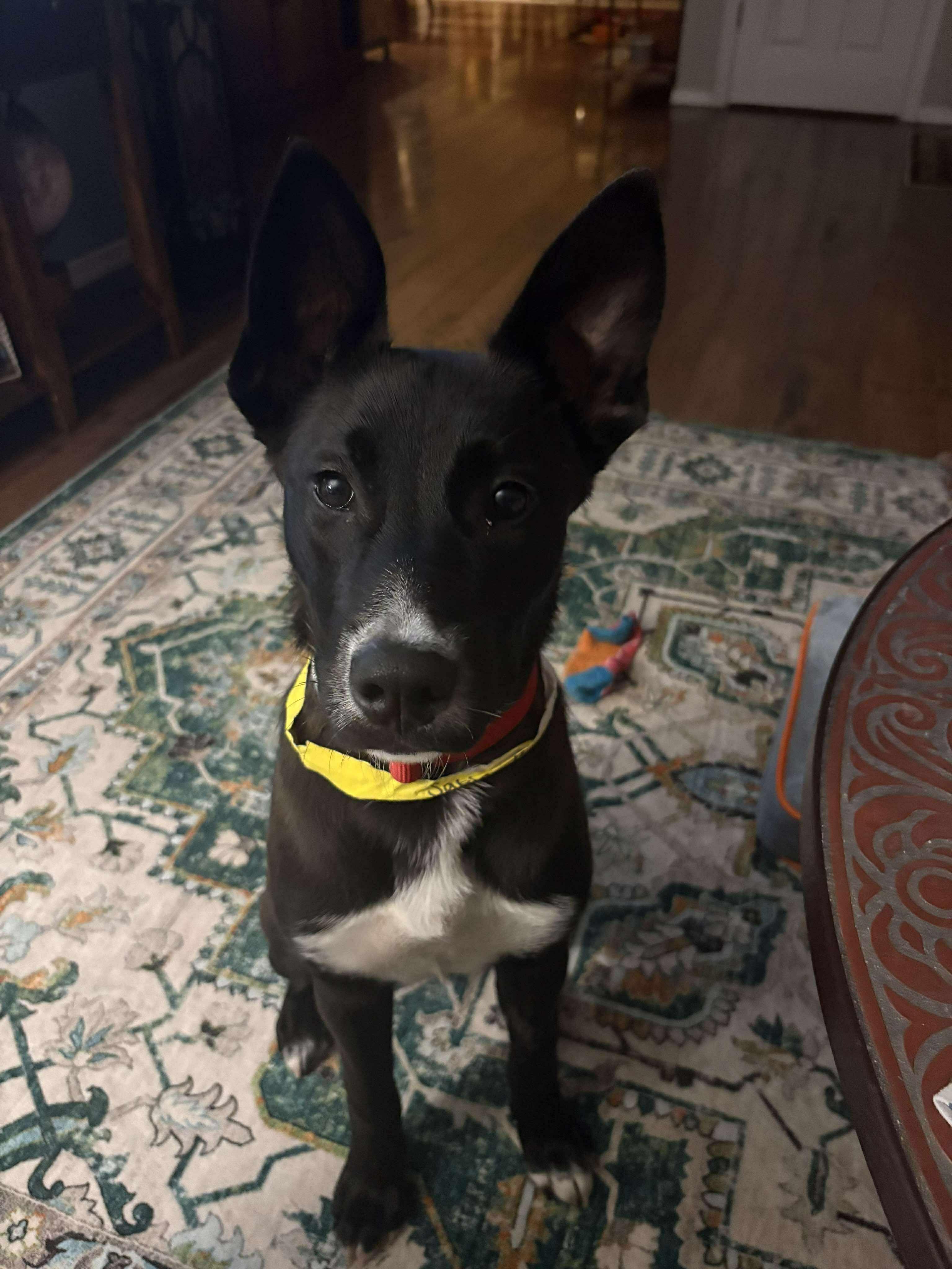 Enlarge Sabia, a Adoptable mixed breed in Tacoma, WA image 4/4