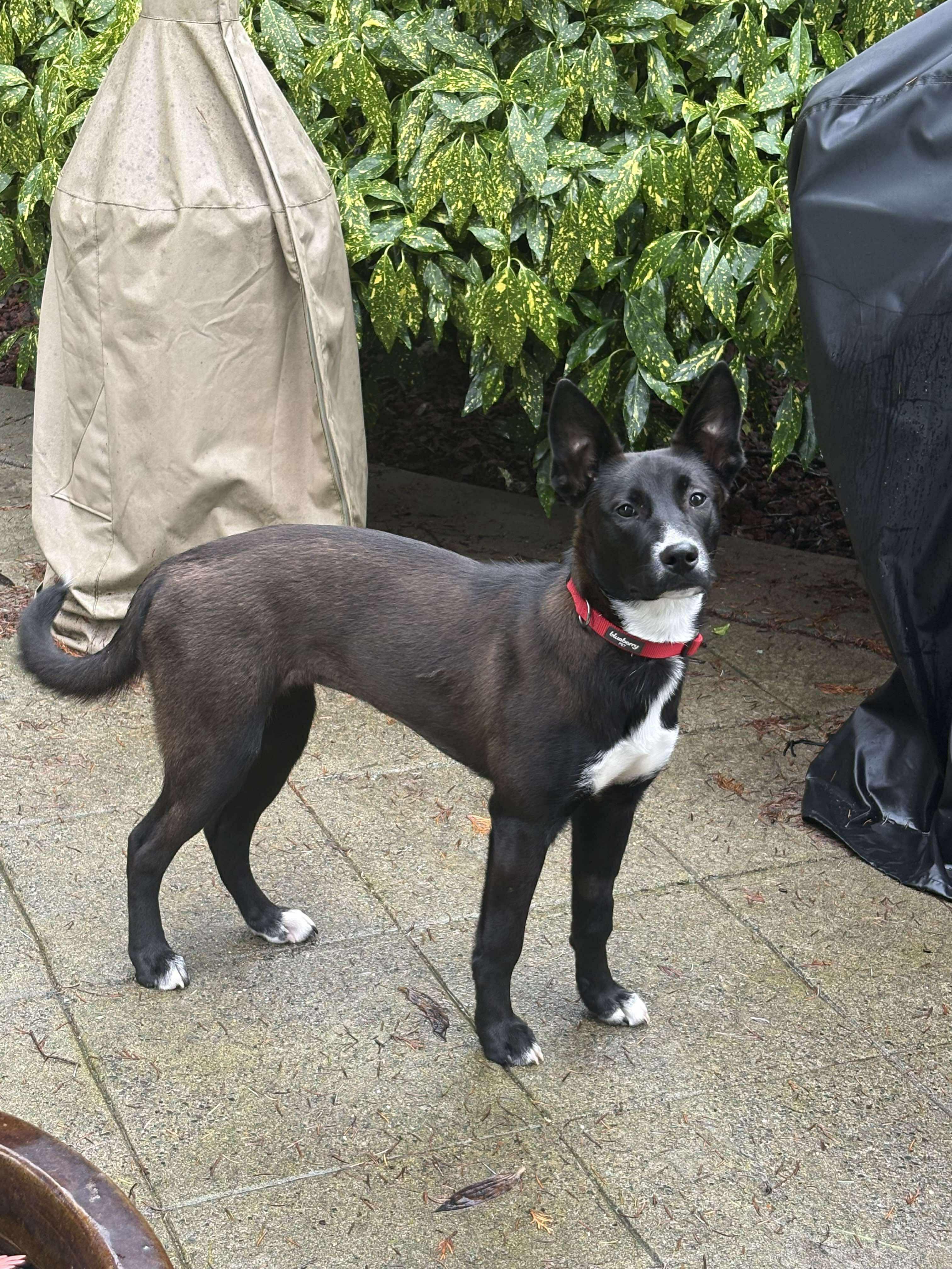 Enlarge Sabia, a Adoptable mixed breed in Tacoma, WA image 1/4
